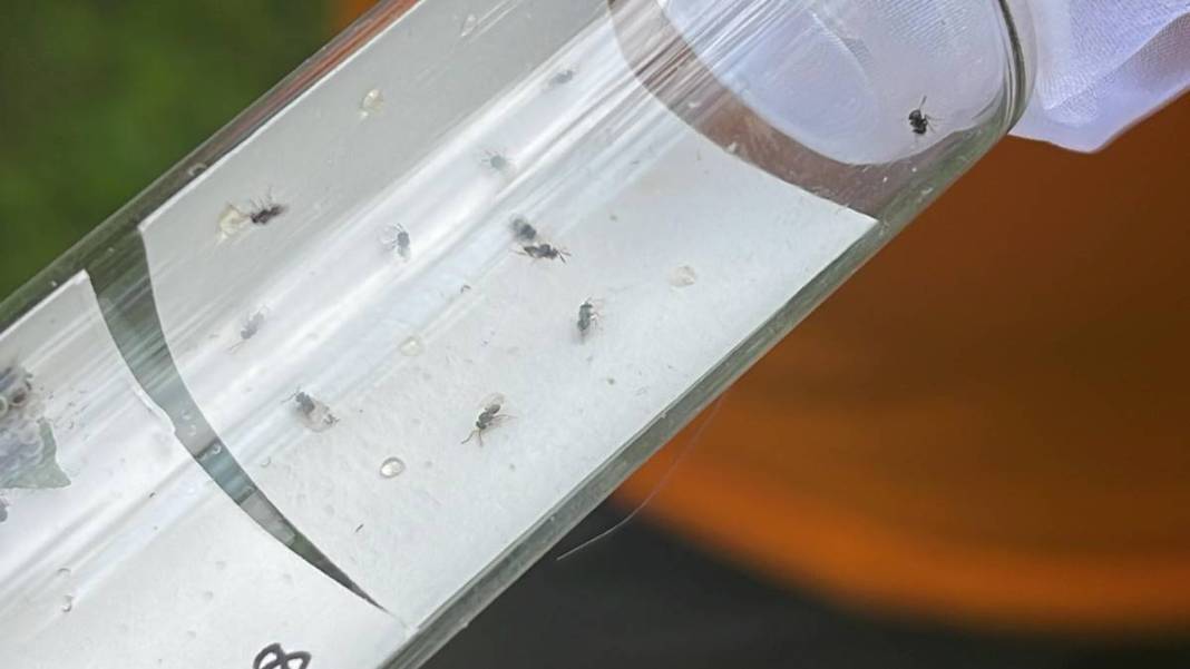 Karadeniz'in bazı kentlerinde alarm verildi: Samuraylar devrede! 12